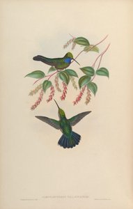 Campylopterus villaviscensio